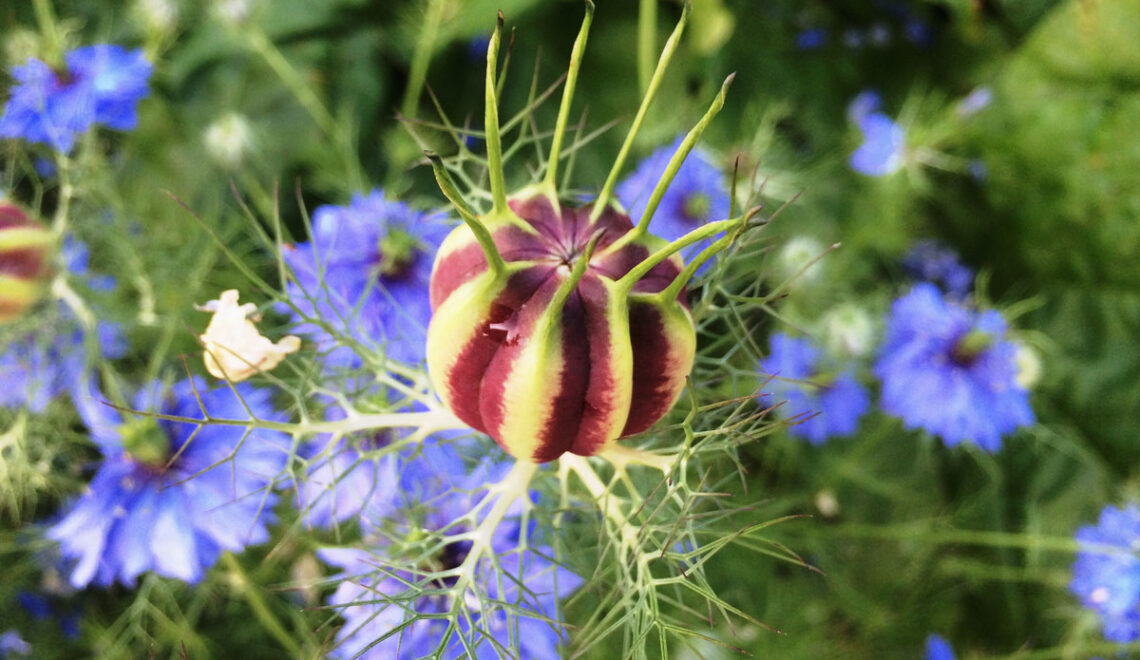 Schwarzkümmel: Die Heilpflanze aus dem heimischen Garten