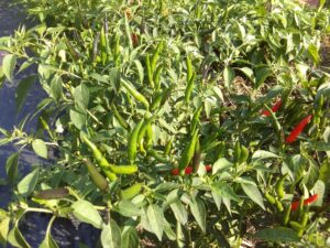 Frische Chilis