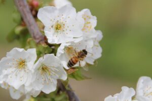 Kirschblüten und Biene