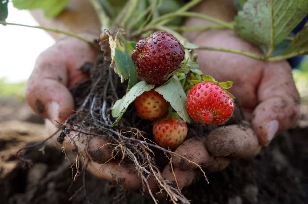 Bio-Erdbeeren vom Heideboden