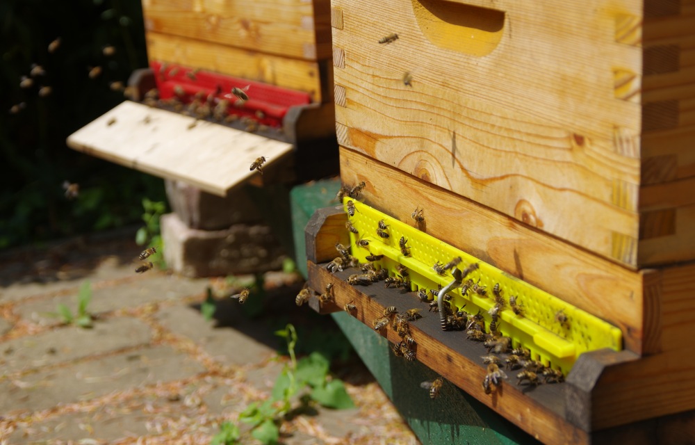 Bienen am Biohof Katona