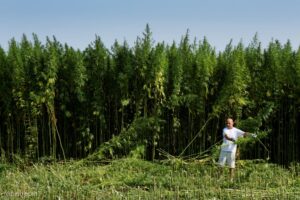 CBD-Ernte im Seewinkel, BioBloom