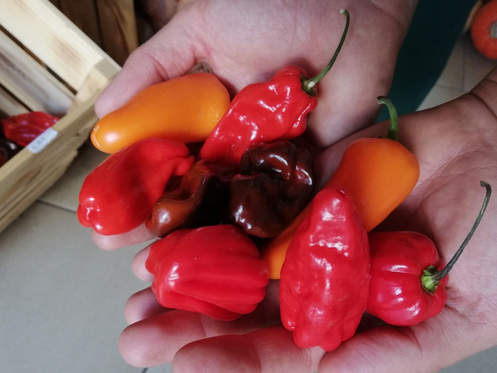 Habaneros