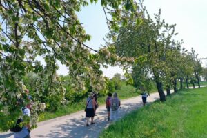 Leithaberger Edelkirsche Wanderung