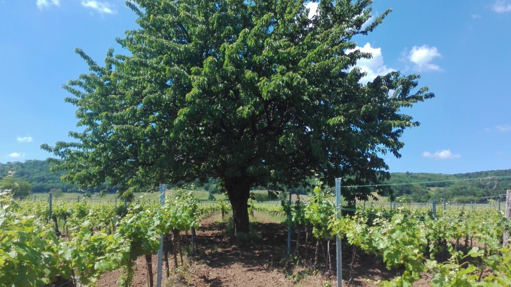 Leithaberger Edelkirsche Kirschbaum