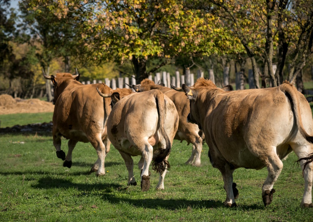 Meinklang Aubrac Rinder