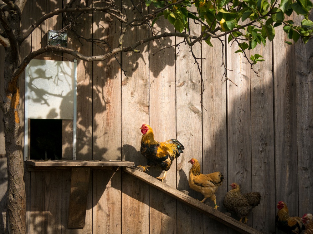 Meinklang Tierhaltung Hühner