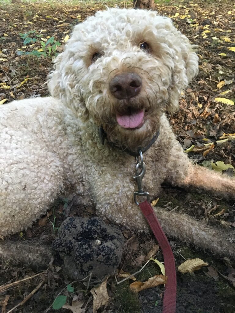 Trüffelhund Curly