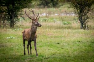 Hirsch (c)Pannatura