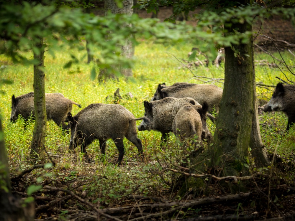 Wildschweine Burgenland