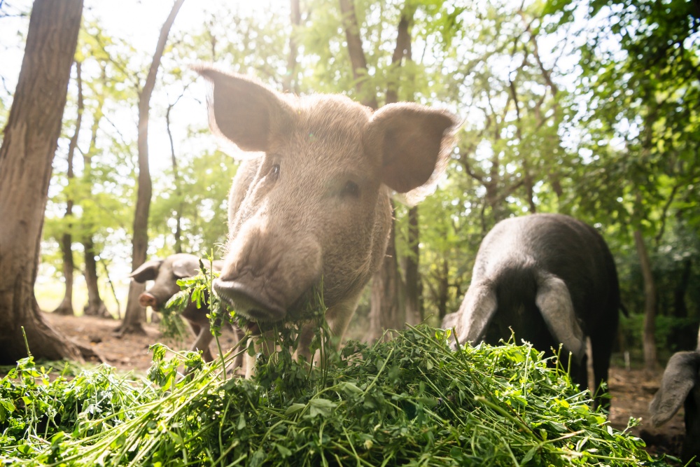 Jo Göltl Schweinezucht