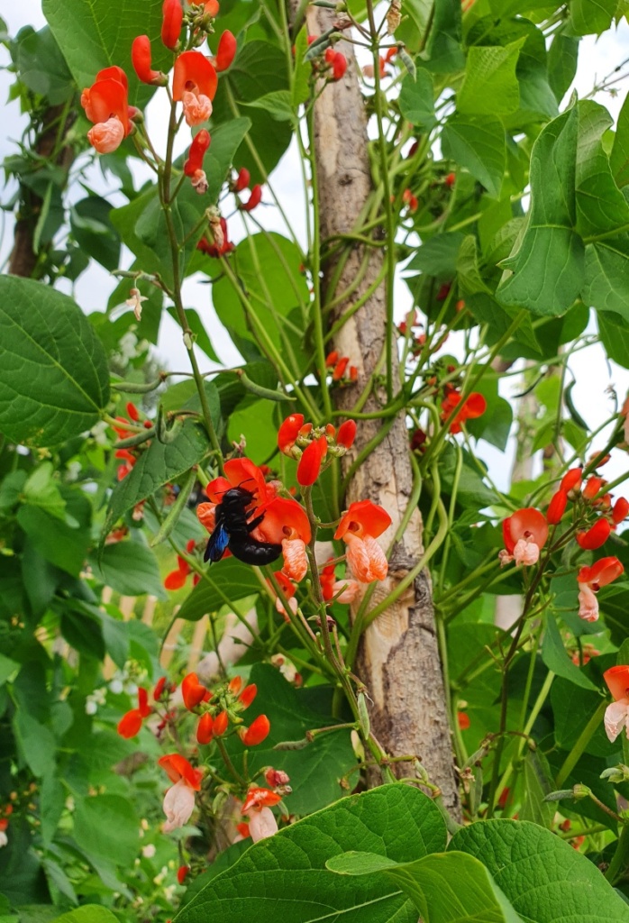 Blüte der Käferbohne