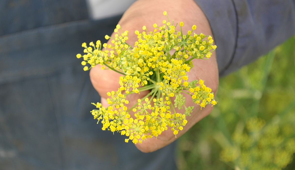 Fenchelpollen Safranoleum