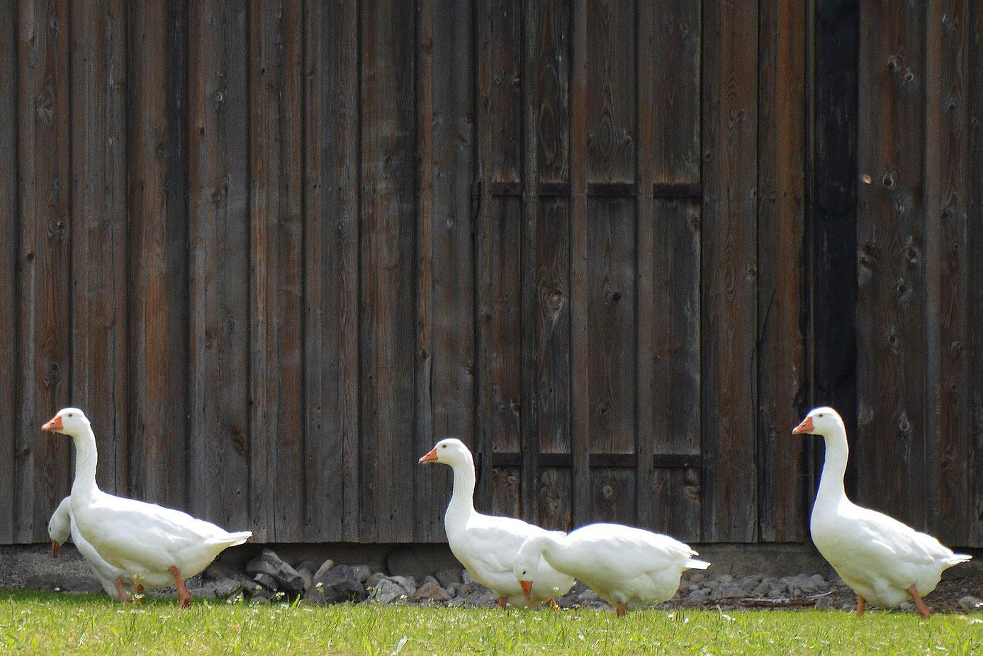 Gänsemarsch (c)pixabay