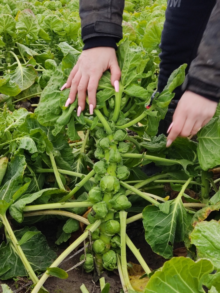 Wintergemüse Kohlsprossen