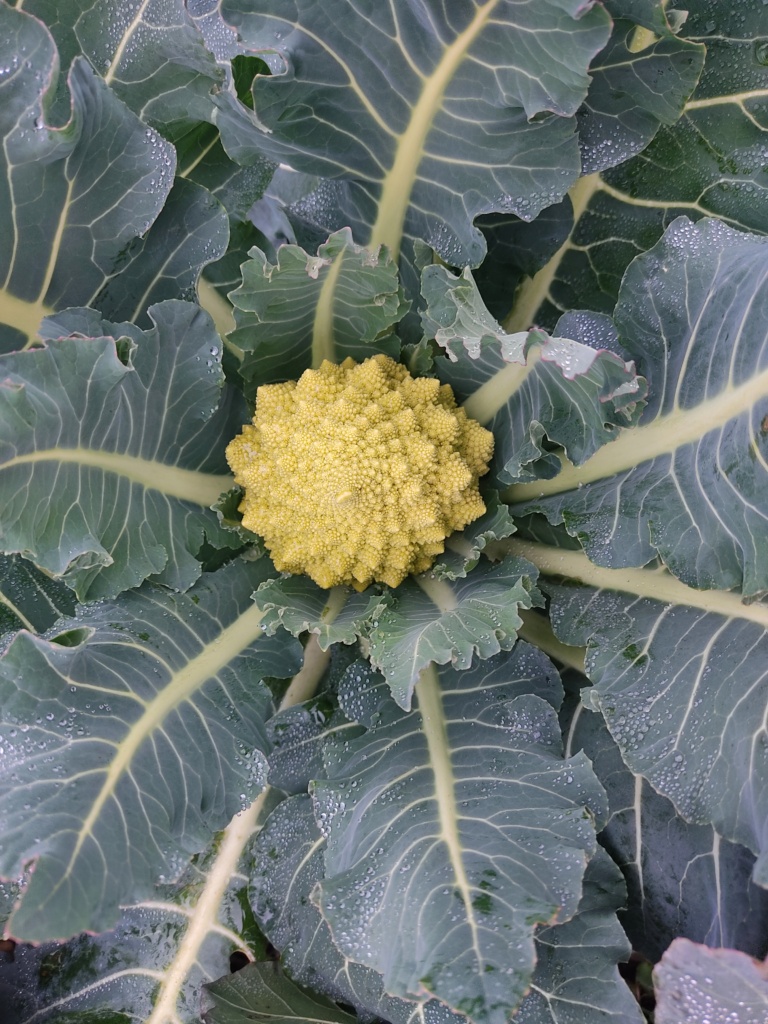 Romanesco Wintergemüse am Feld