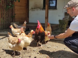 Sulmtaler Hühner Gut Mariendol