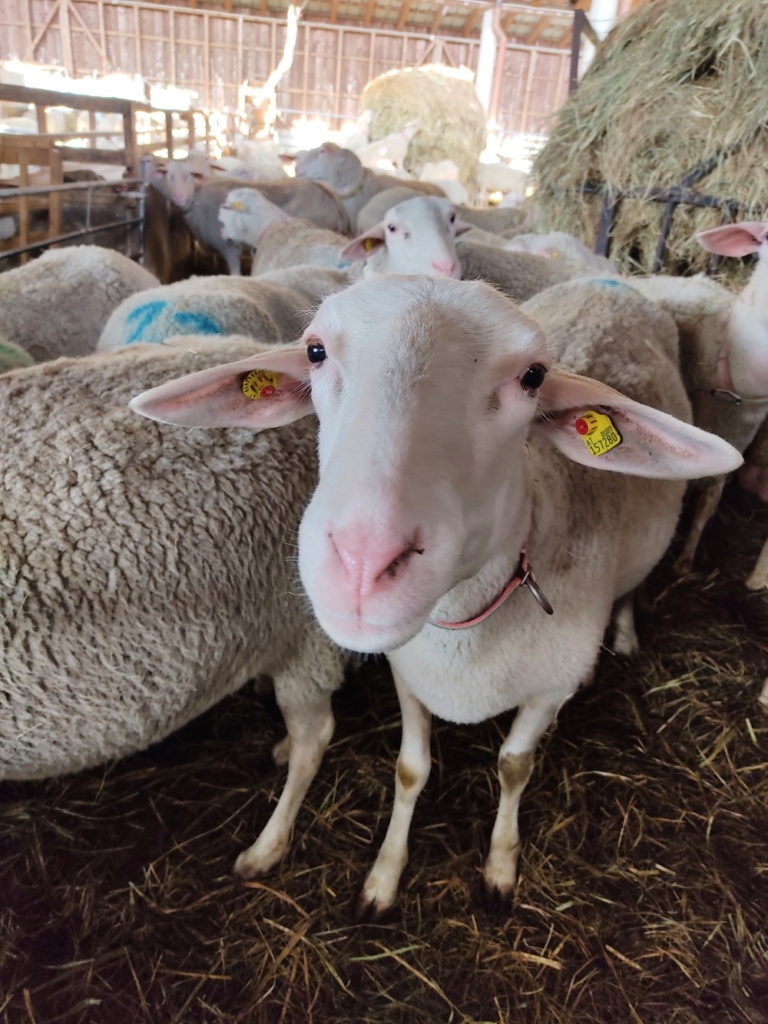 Lamm in der Bio-Schafzucht Hautzinger