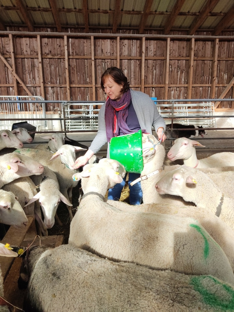 Schafe in der Bio-Schafzucht Hautzinger Tadten